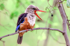 Halcyon leucocephala