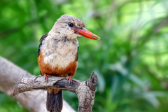Halcyon leucocephala