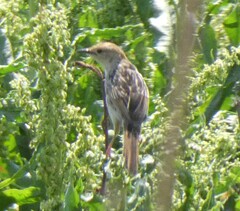 Cisticola tinniens
