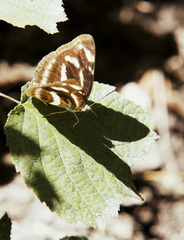 Limenitidinae