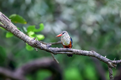 Halcyon leucocephala