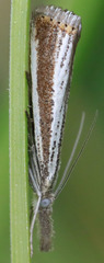 Agriphila costalipartella
