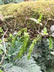 Phlegmariurus fordii