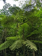 Cyathea cuspidata