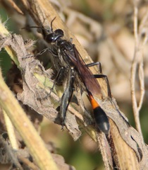 Ammophila procera