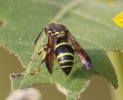 Ancistrocerus