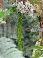 Phlegmariurus fordii