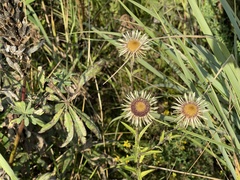Carlina biebersteinii