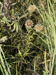 Carlina biebersteinii
