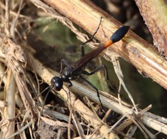 Ammophila