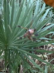 Trichonephila clavipes