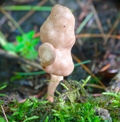 Helvella elastica
