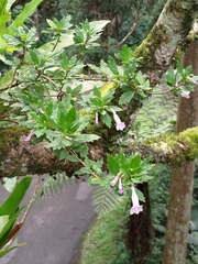 Lysionotus pauciflorus