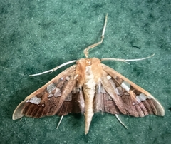 Phostria tedea