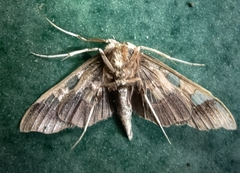 Phostria tedea