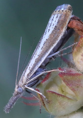 Agriphila costalipartella