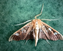Phostria tedea