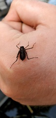 Macromia