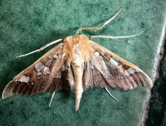 Phostria tedea