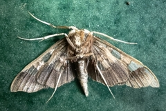 Phostria tedea