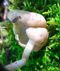Helvella elastica