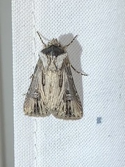 Agrotis venerabilis