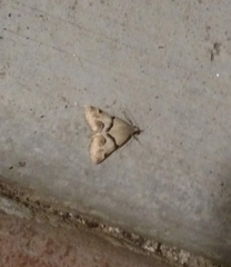 Hemeroplanis incusalis