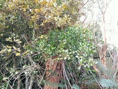 Ileostylus micranthus