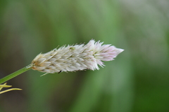 Celosia argentea