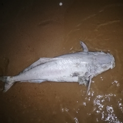 Rachycentron canadum