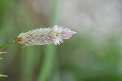 Celosia argentea