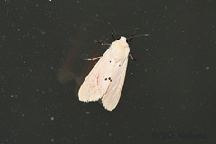 Spilarctia subcarnea