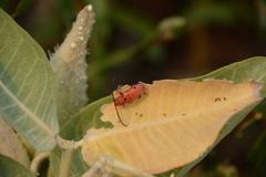 Tetraopes femoratus