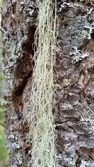 Alectoria sarmentosa