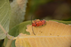 Tetraopes femoratus