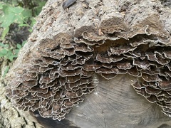 Trametes versicolor