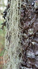 Alectoria sarmentosa