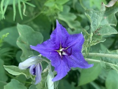 Solanum houstonii