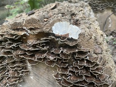 Trametes versicolor