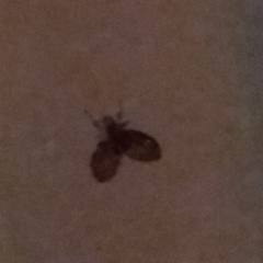 Clogmia albipunctata