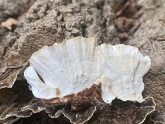 Trametes versicolor