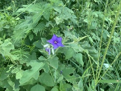 Solanum houstonii