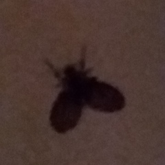 Clogmia albipunctata