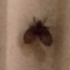 Clogmia albipunctata