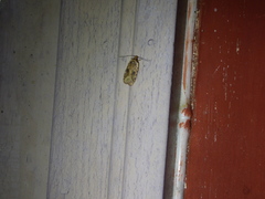 Agonopterix pulvipennella