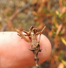 Neolasioptera mimuli