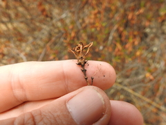 Neolasioptera mimuli