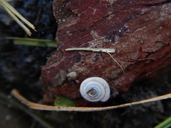 Polygyra
