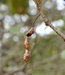 Callirhytis congregata