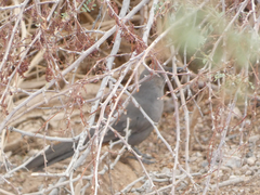 Toxostoma crissale